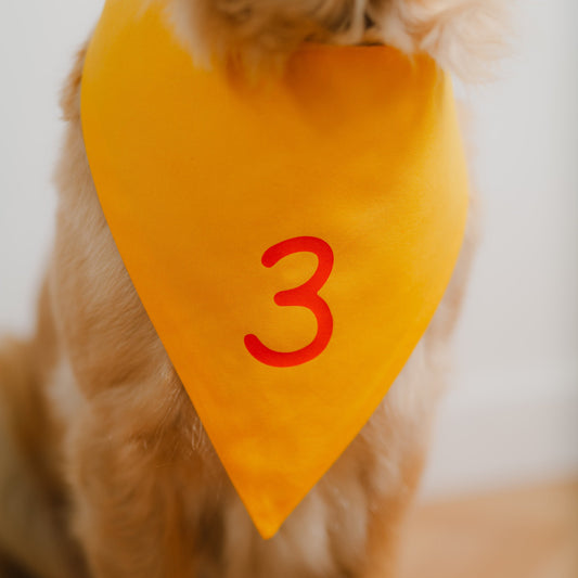 Detailaufnahme der orangefarbenen Zahl auf gelbem Hundehalstuch für Hundegeburtstag