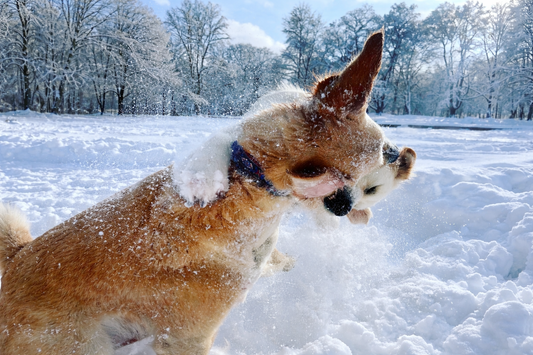 Zwei Hunde spielen im Schnee