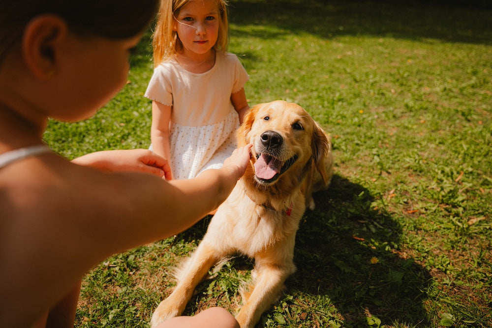 Geburtstagsgeschenk für Hunde: 12 schöne Ideen