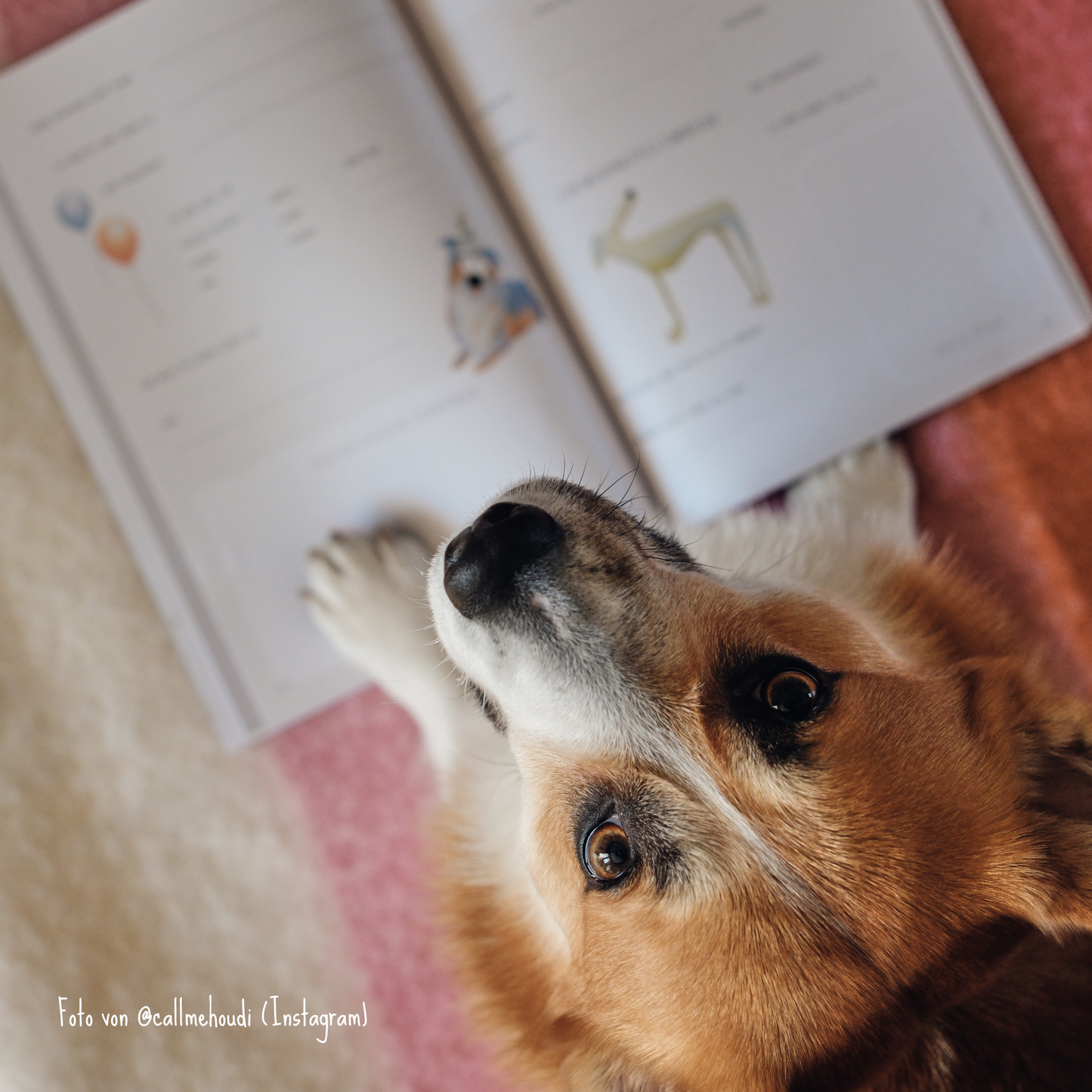 Pfotenalbum – Das Freundebuch für Hunde