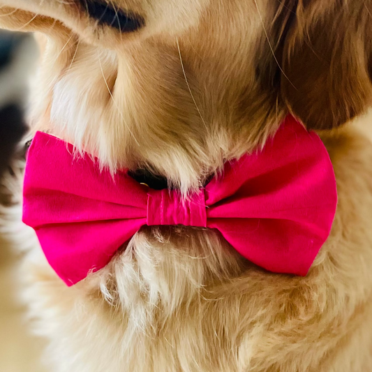 Pinke Hundefliege für Hundegeburtstag und Hundeparty