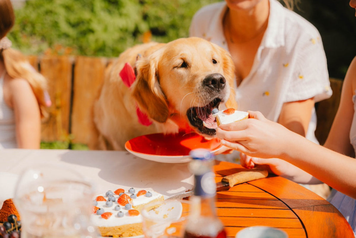 Geburtstagsfeier mit Hund und Hundekuchen