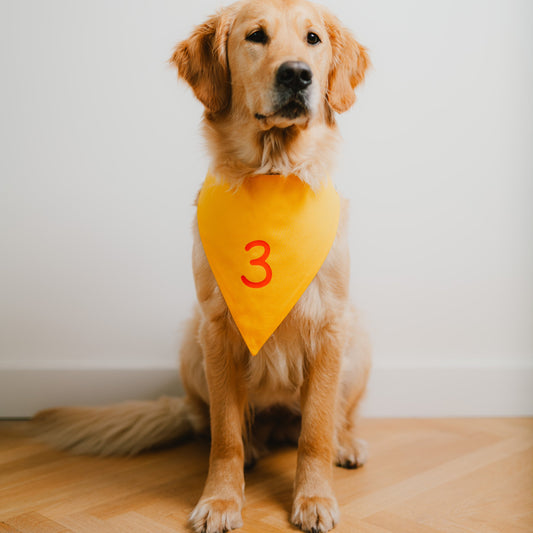 Detailaufnahme der orangefarbenen Zahl auf gelbem Hundehalstuch für Hundegeburtstag