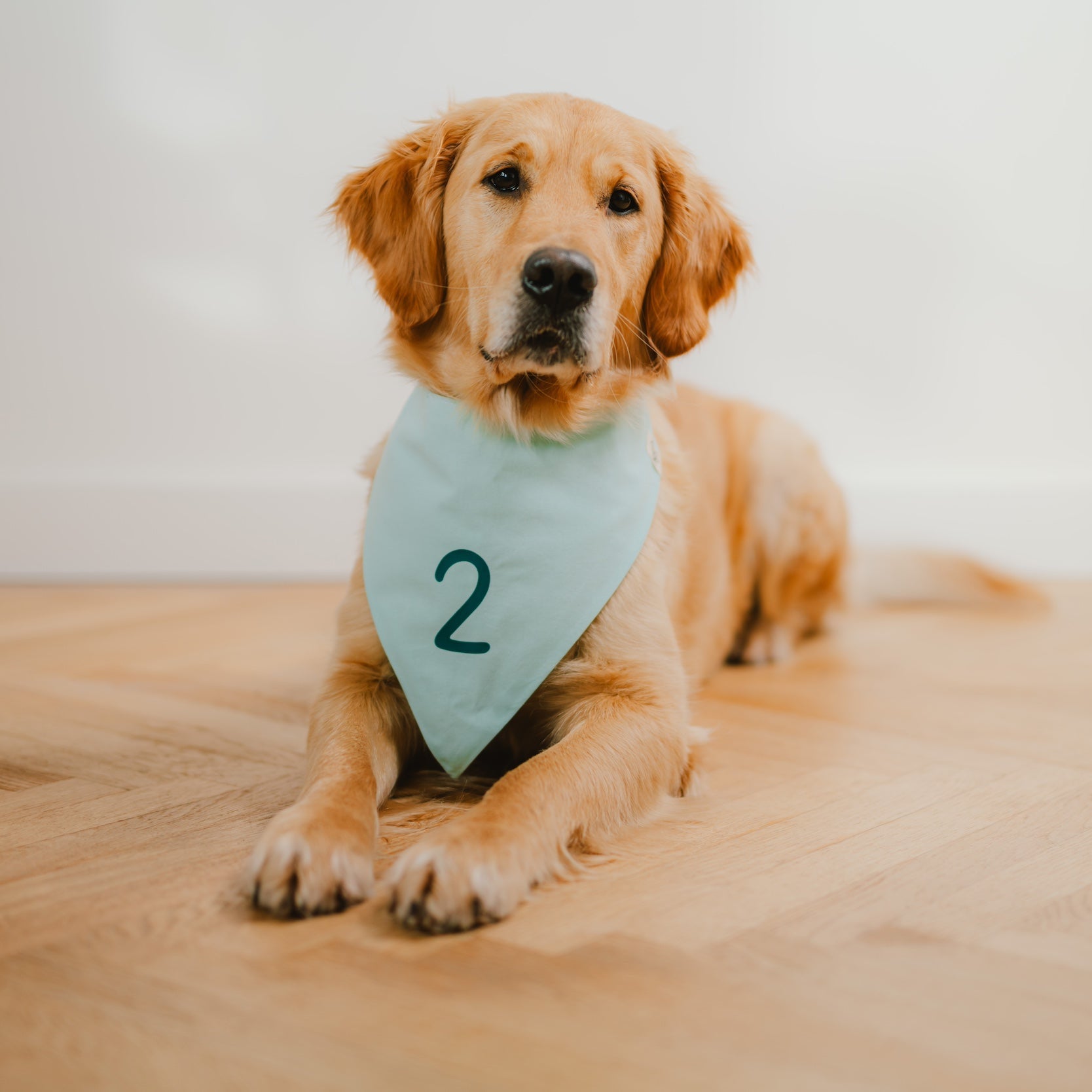 Hund frontal liegend mit mintfarbenem Hundehalstuch und petrolfarbener Zahl