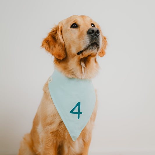 Hund mit mintfarbenem Hundehalstuch und petrolfarbener Zahl schaut nach oben