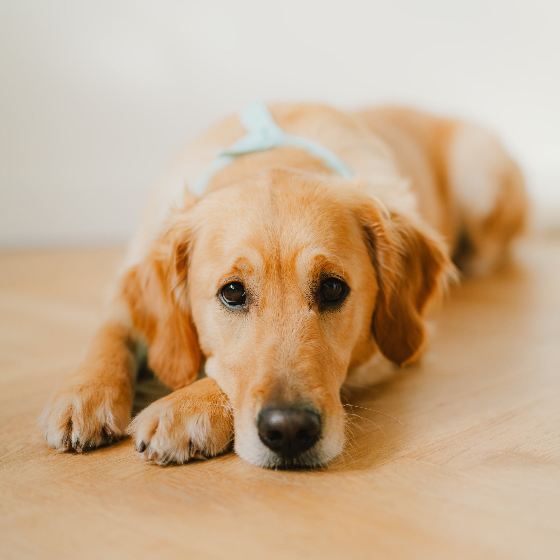 Hund liegt mit mintfarbenem Hundehalstuch mit petrolfarbener Zahl für den Hundegeburtstag
