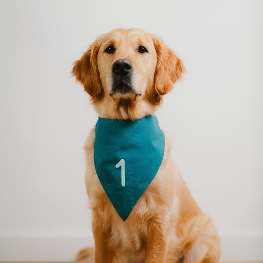 Hund sitzt mit petrolfarbenem Hundehalstuch und mintfarbener Zahl 1 zum Hundegeburtstag