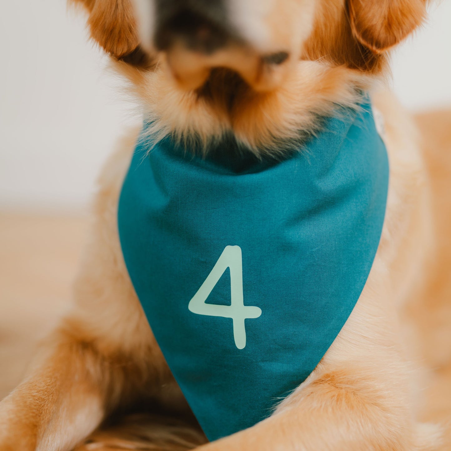 Detail der Zahl 4 auf petrolfarbenem Hundehalstuch für den Hundegeburtstag