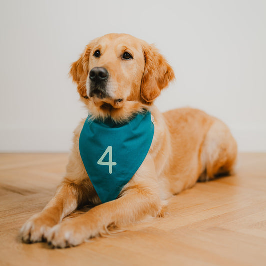 Hund liegt mit petrolfarbenem Hundehalstuch und mintfarbener Zahl 4 für den Hundegeburtstag