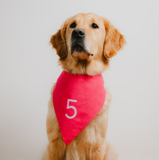 Hund trägt pinkes Hundehalstuch mit rosafarbener Zahl für den Hundegeburtstag