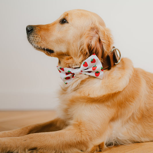 Hundefliege mit Erdbeer-Muster aus Baumwolle für besondere Anlässe