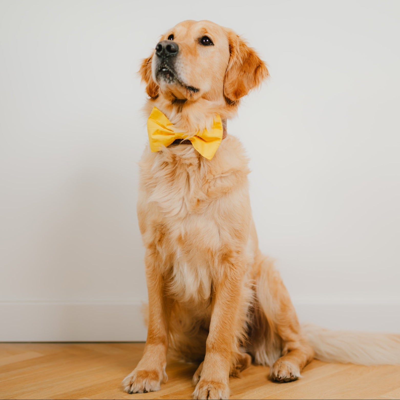Gelbe Hundefliege für Hundegeburtstag und Hundeparty