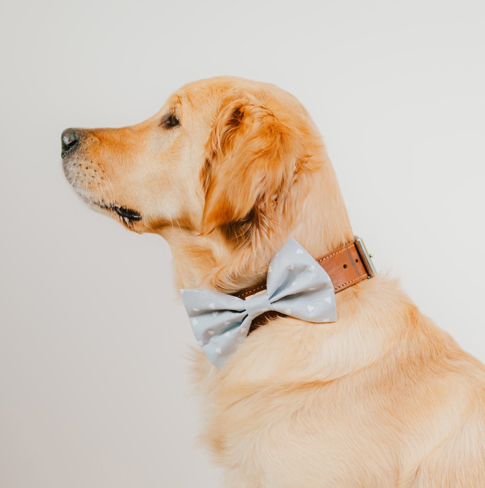Graue Hundefliege mit weißen Herzen für Hundegeburtstag oder Hundeparty
