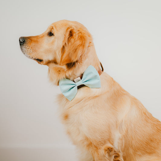 Hundefliege mint für Hundegeburtstag oder Hundeparty