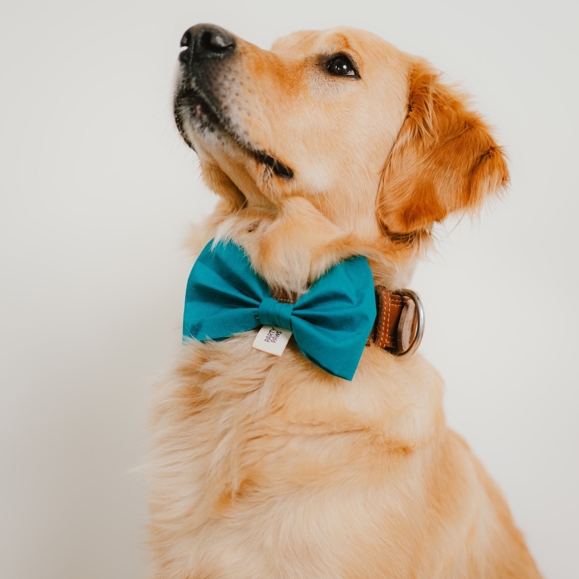 Hundefliege in Petrol aus Baumwolle als stilvolles Hundeaccessoire