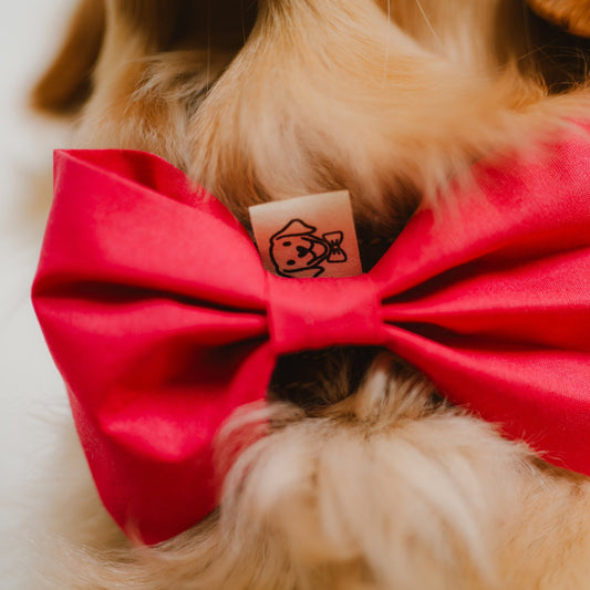 Die pinke Hundefliege in der Detail-Ansicht