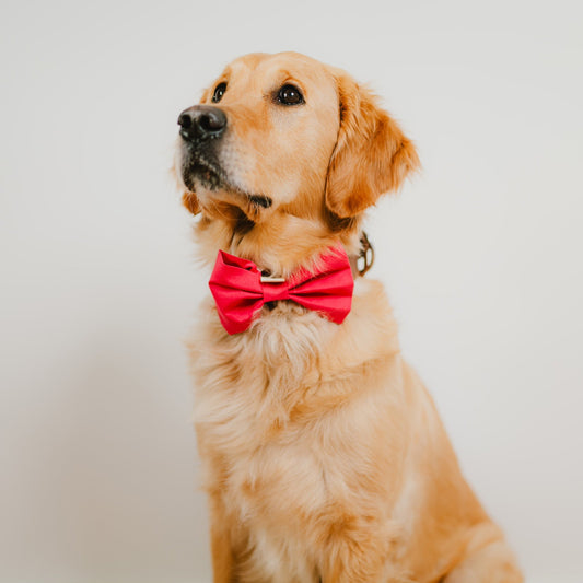 Pinke Hundefliege für Hundegeburtstag und Hundeparty