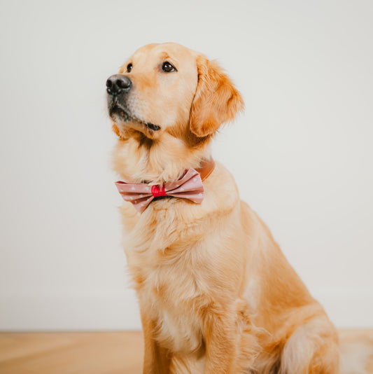 Rosafarbene Hundefliege mit weißen Herzen für Hundegeburtstag oder Hundeparty