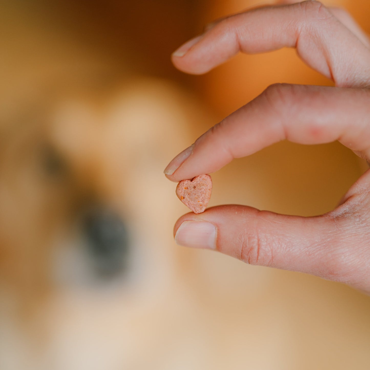 Hand hält Party Paws Hunde Leckerlis in Herzform als Belohnung für den Hundegeburtstag