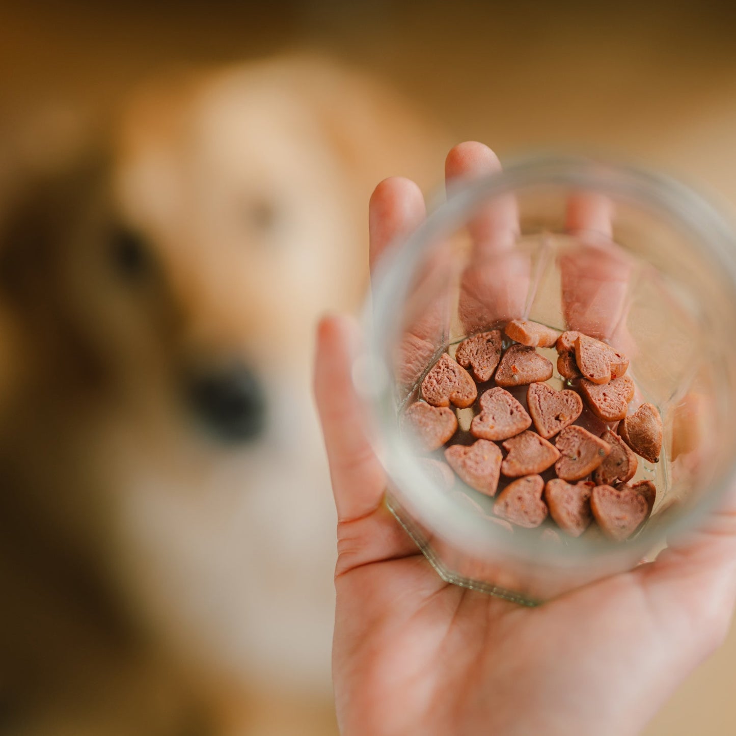 Hand hält Party Paws Hunde Leckerlis in Herzform als Belohnung für den Hundegeburtstag