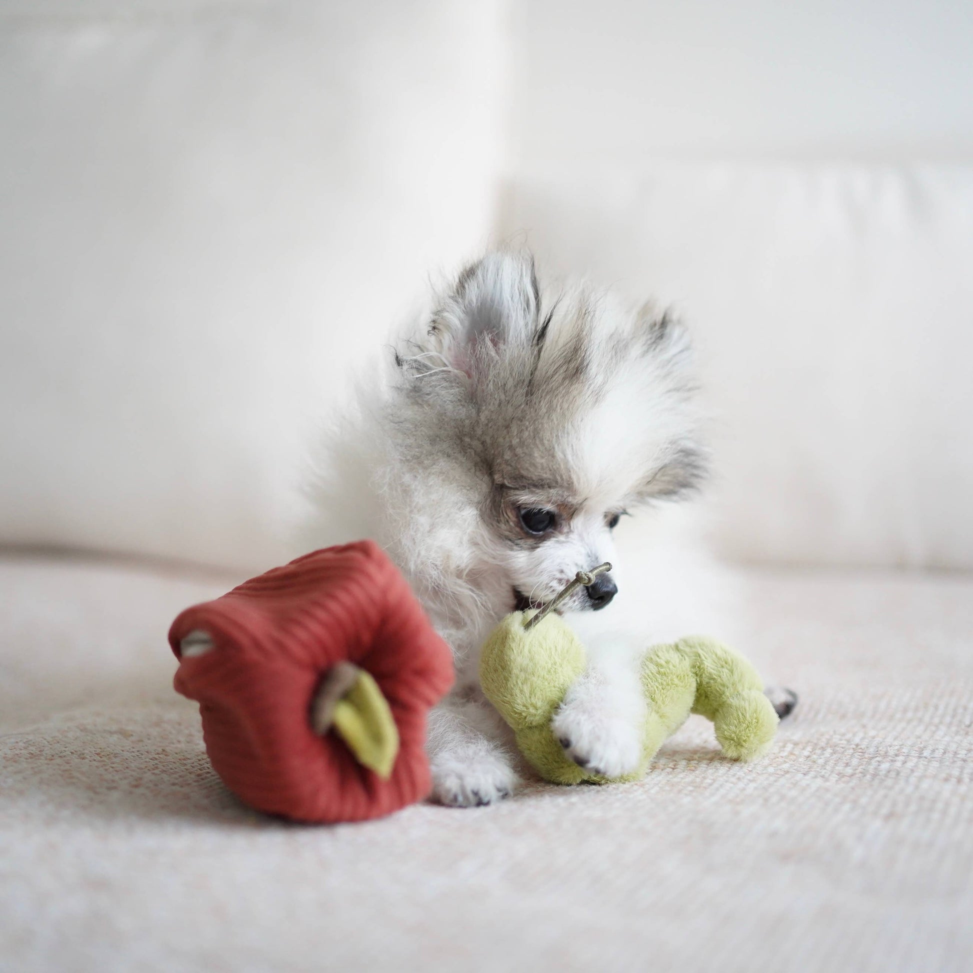 Lambwolf Apfel-Schnüffelspielzeug Hund beim Spielen