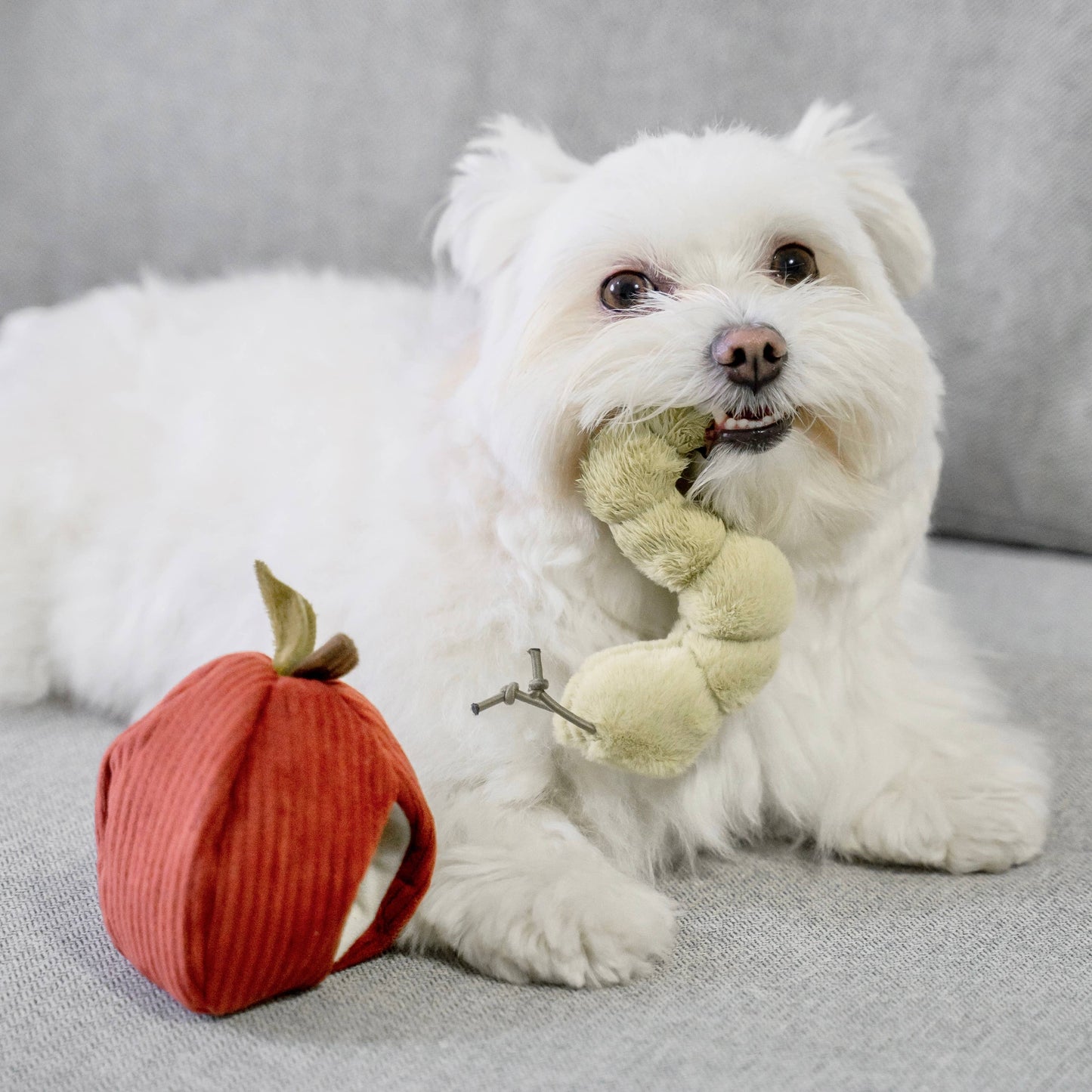 Lambwolf Apfel-Schnüffelspielzeug Hund kaut