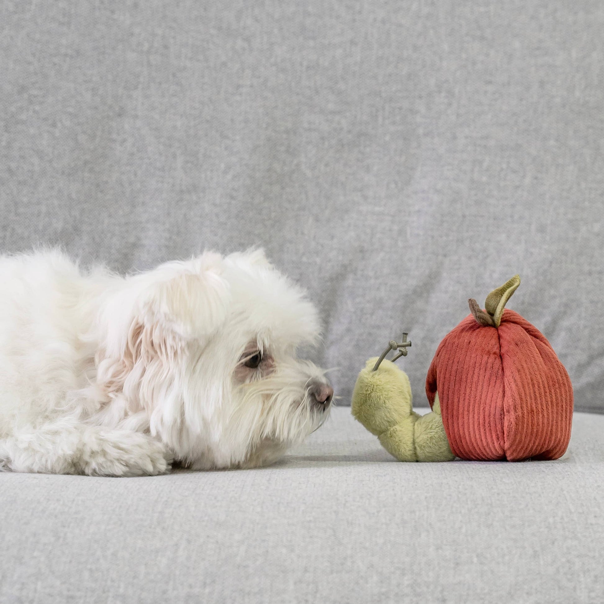 Lambwolf Apfel-Schnüffelspielzeug vor Hund