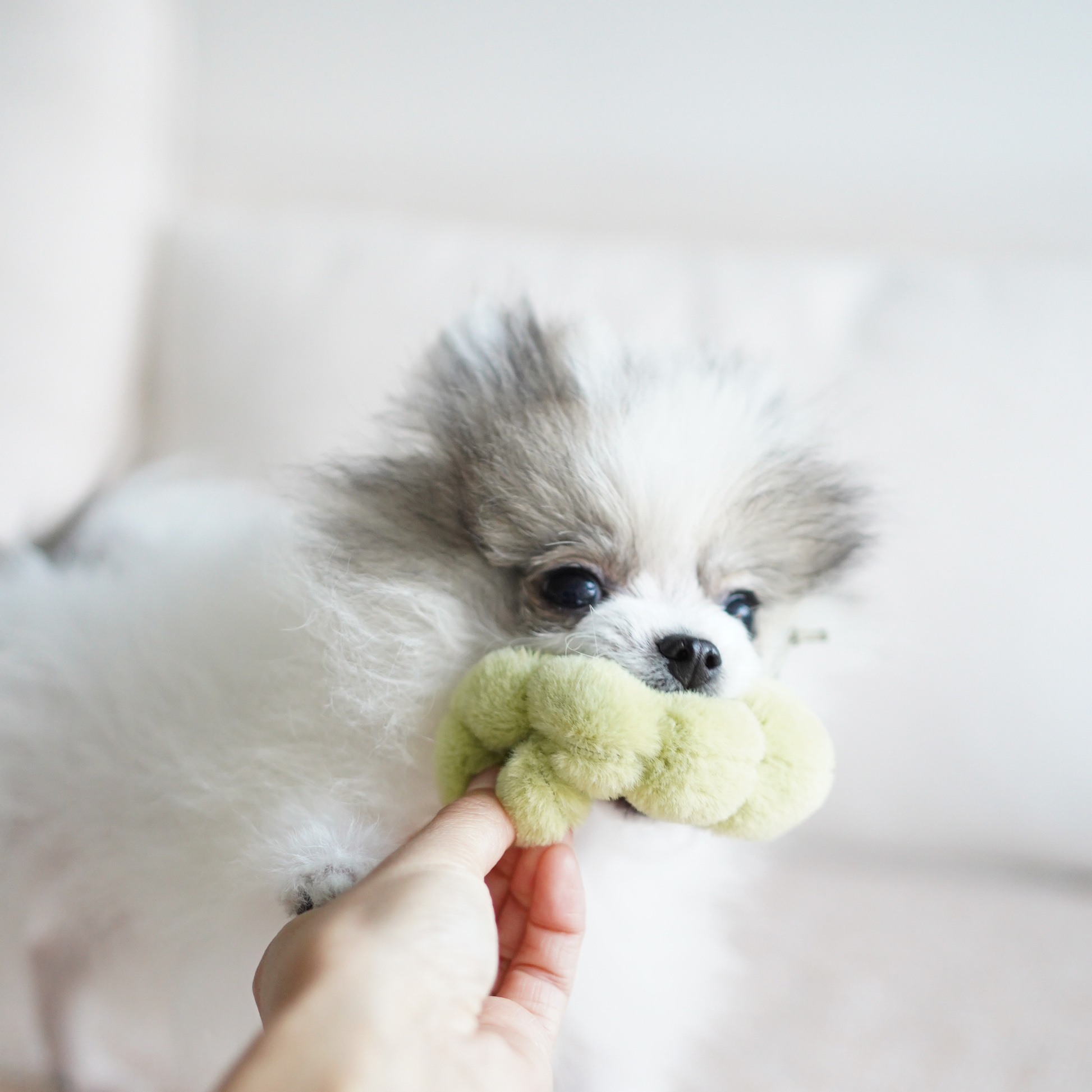 Lambwolf Apfel-Schnüffelspielzeug Hund beim Spielen