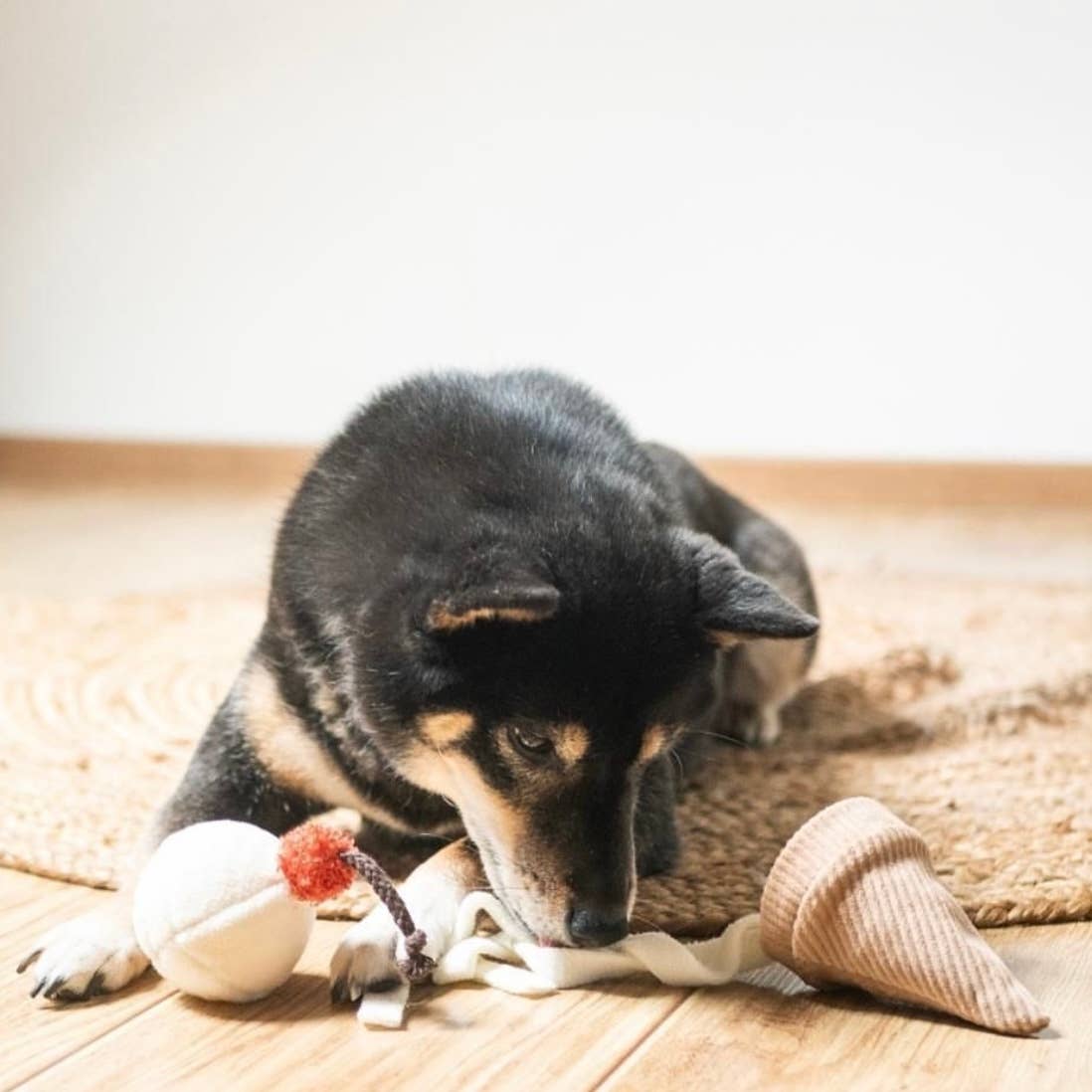 Lambwolf Eiscreme Pop Hund schnüffelt und spielt