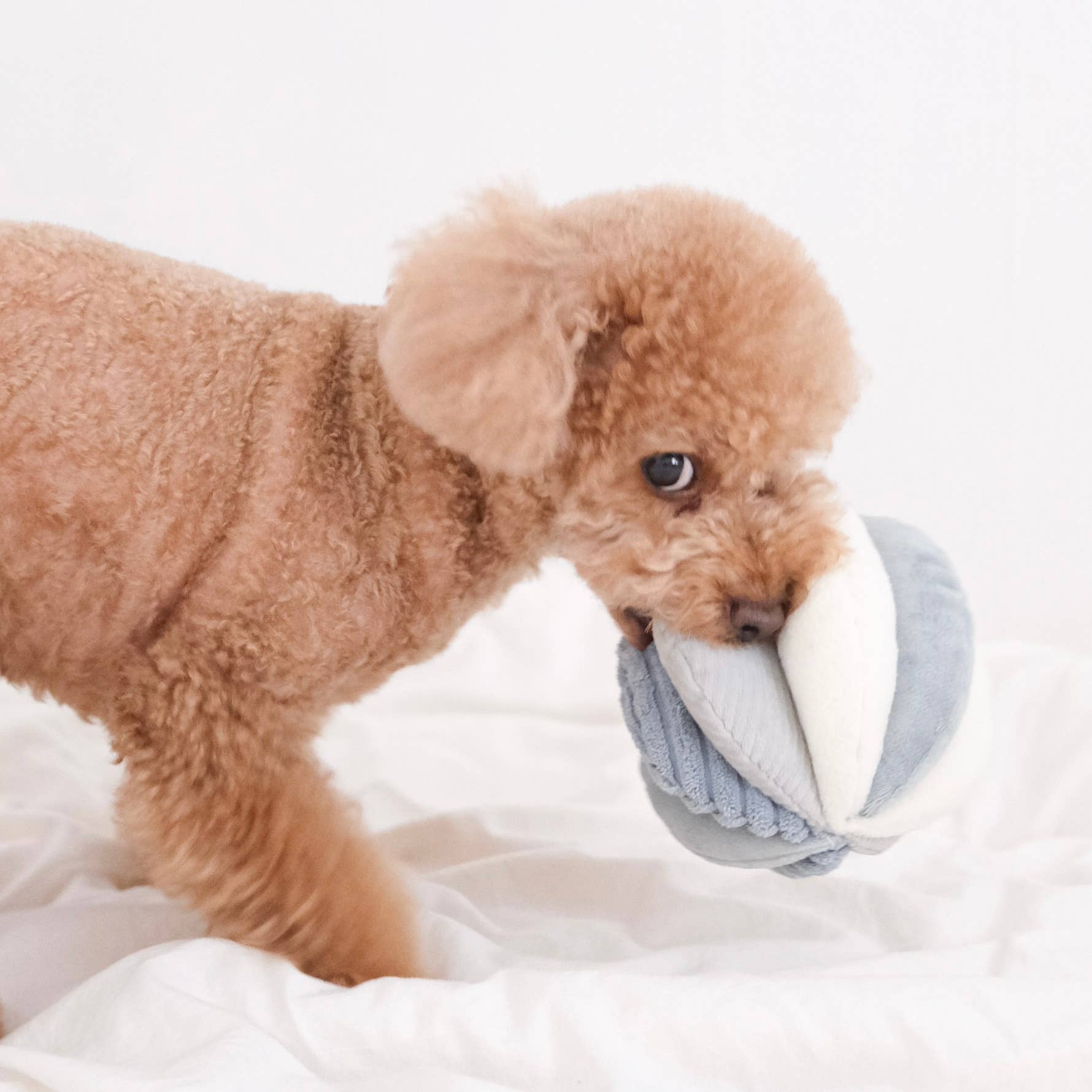 Lambwolf TOTO Schnüffelball marine Hund
