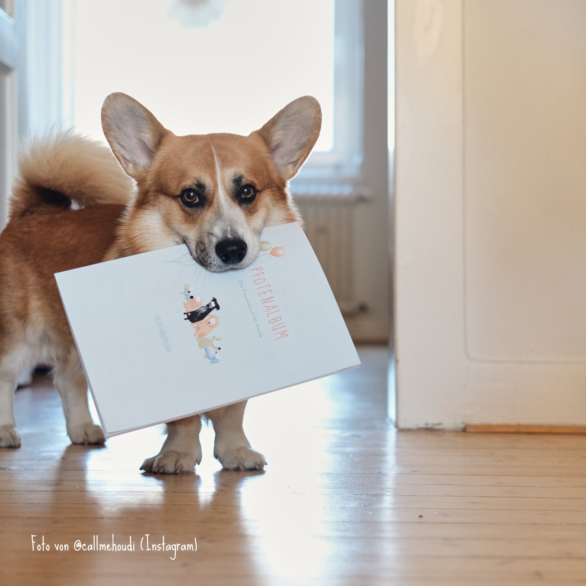 Pfotenalbum für Fotos, Geschichten und Erinnerungen deines Hundes