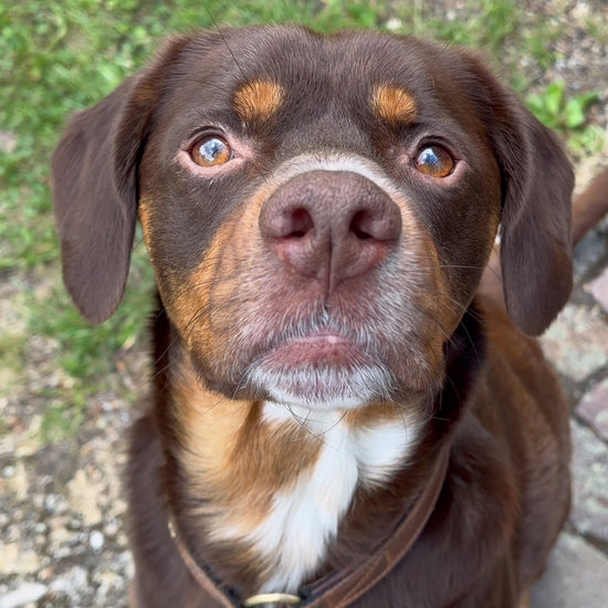 Party Bites Leckerlis sind selbst für Hunde mit Allergien geeignet