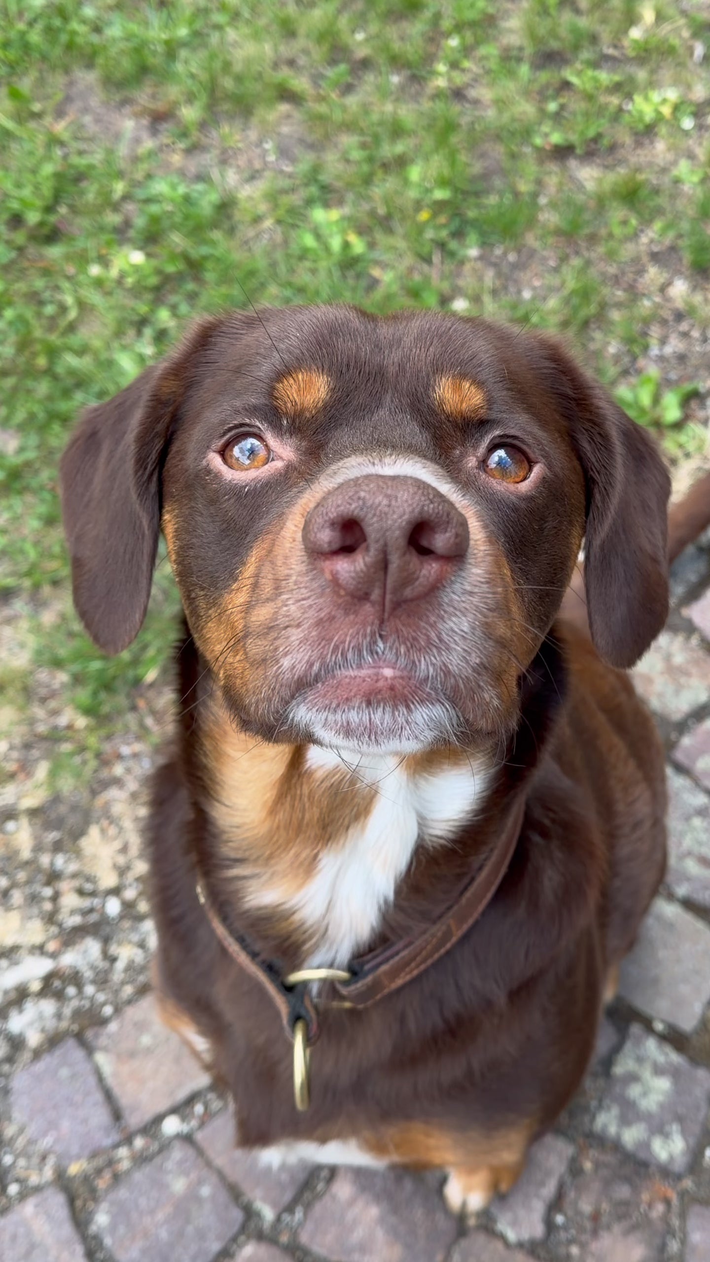 Party Bites Leckerlis sind selbst für Hunde mit Allergien geeignet